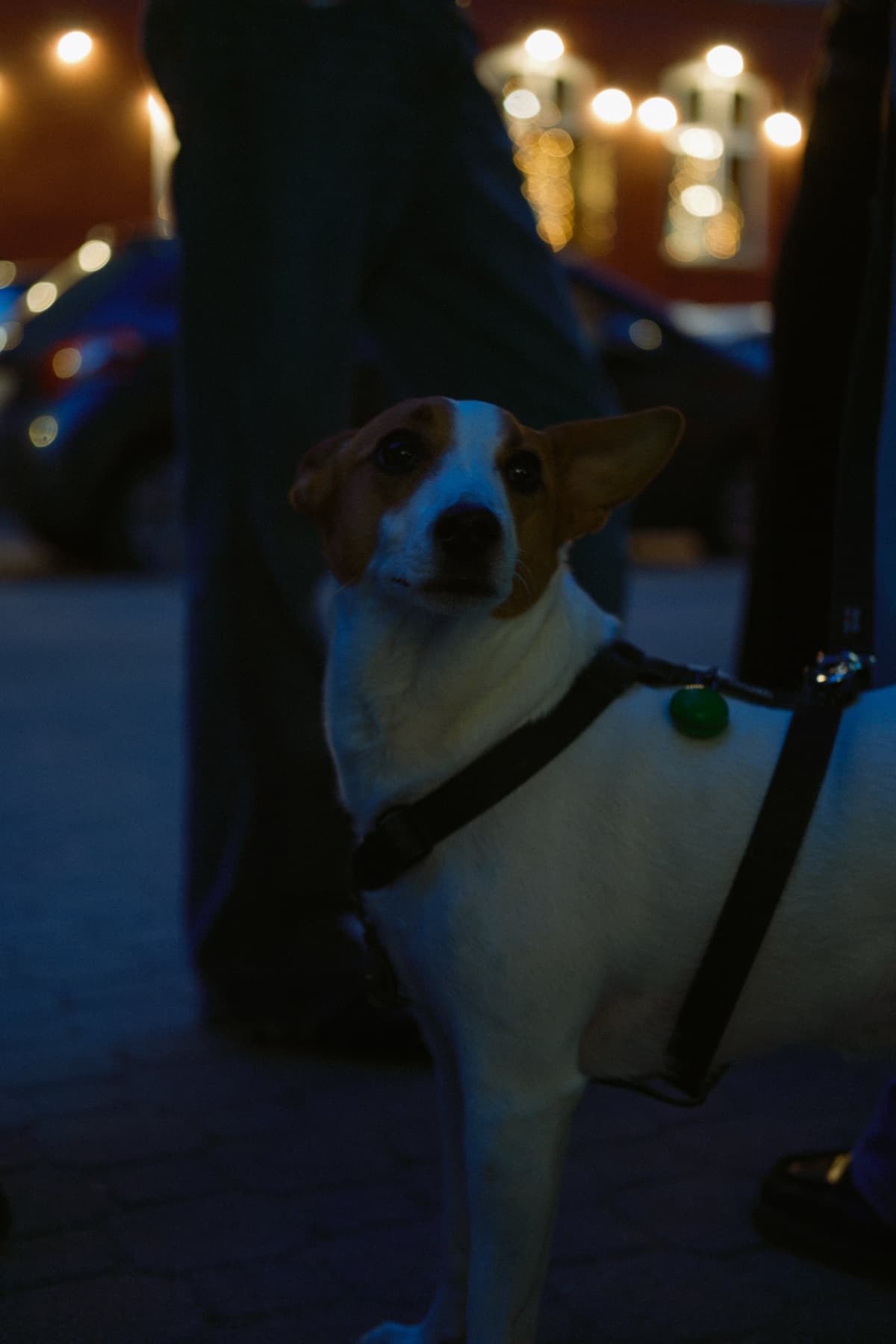 Pies wśród gości urodzin FRIME — studio jest dog-friendly
